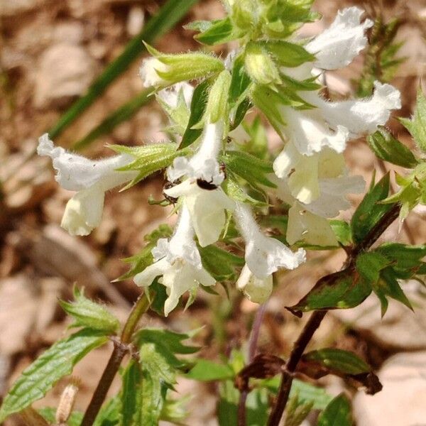 Stachys annua Flower