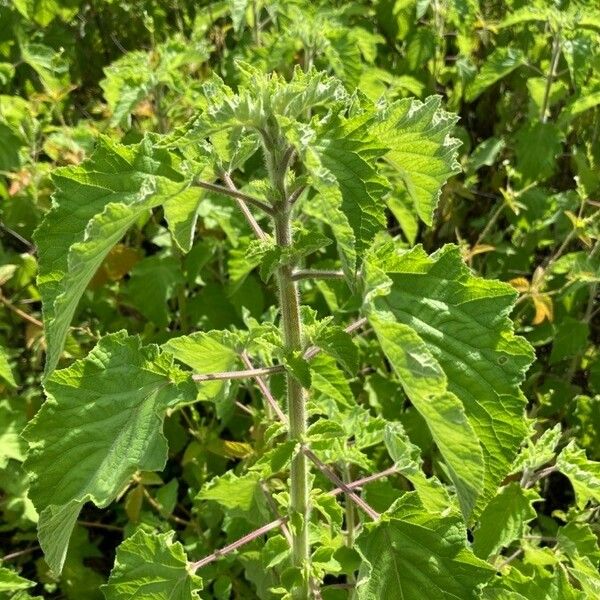 Hyptis suaveolens Blatt