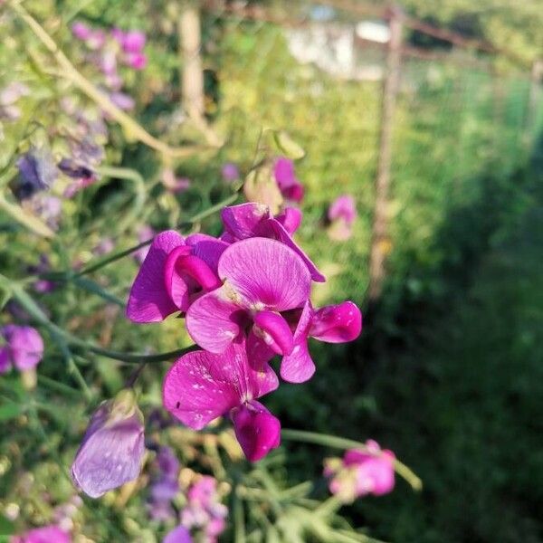 Lathyrus odoratus Blomst