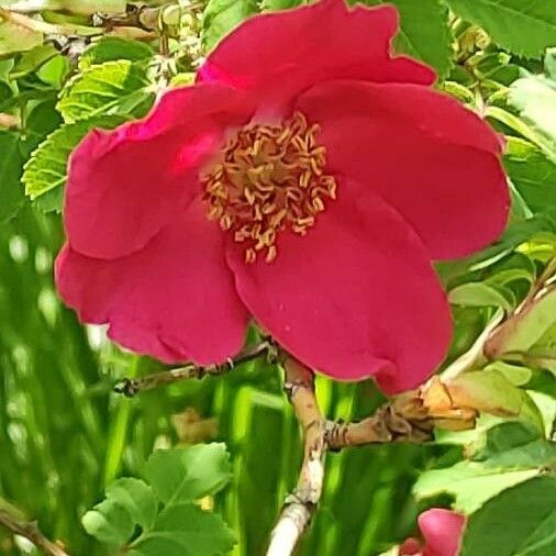 Rosa moyesii Floro