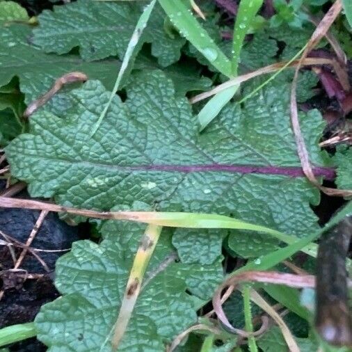 Salvia verbenaca Fuelha