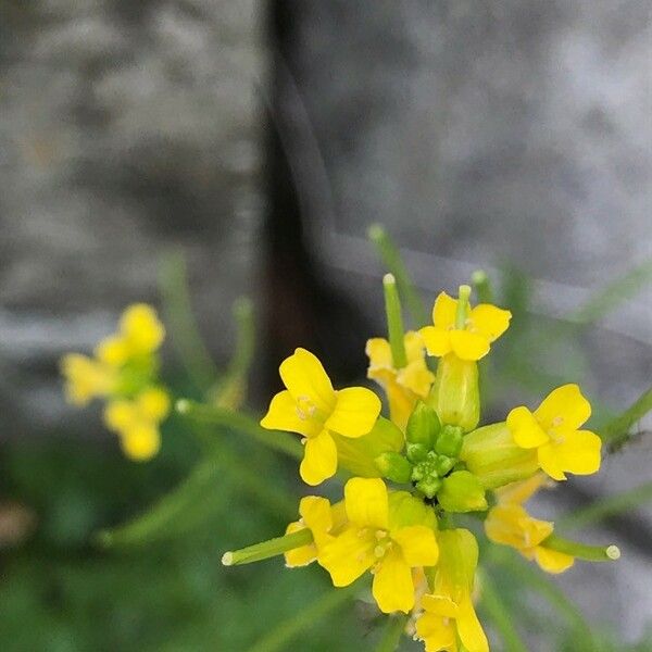 Barbarea verna Blomst