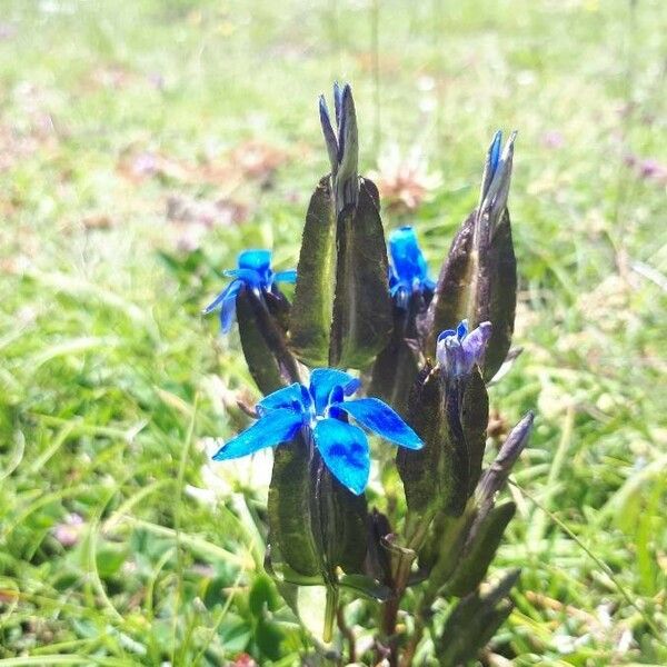 Gentiana utriculosa Flor