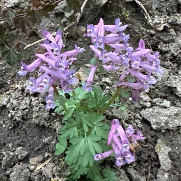 Corydalis solida Квітка