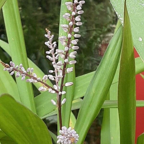 Cordyline stricta Flor