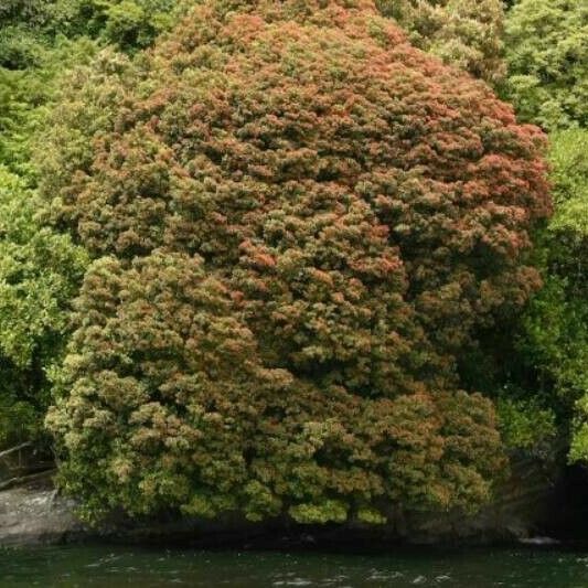 Azolla filiculoides Blad