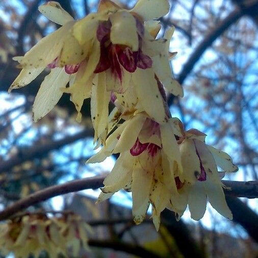 Chimonanthus praecox Fleur