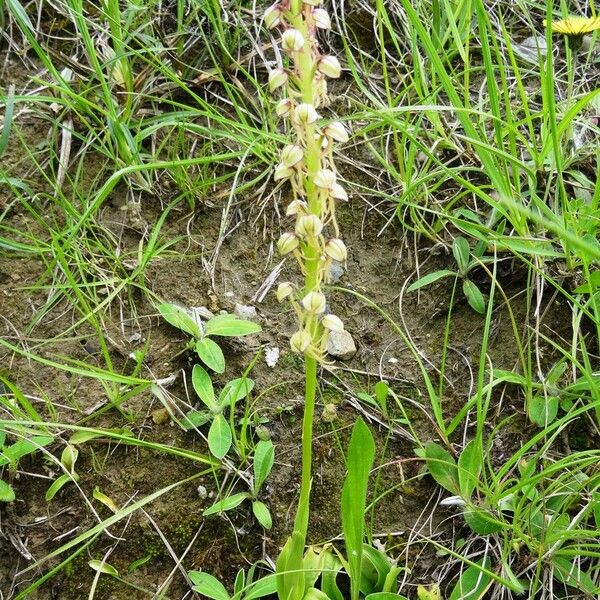 Orchis anthropophora 形態