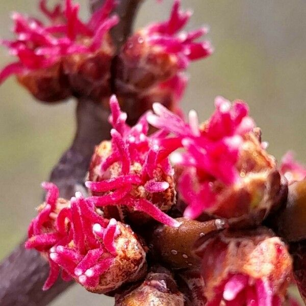 Acer saccharinum Flower