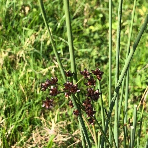 Juncus acutiflorus Blomma