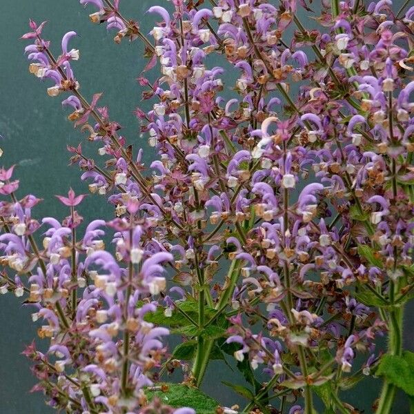 Salvia sclarea Vekstform