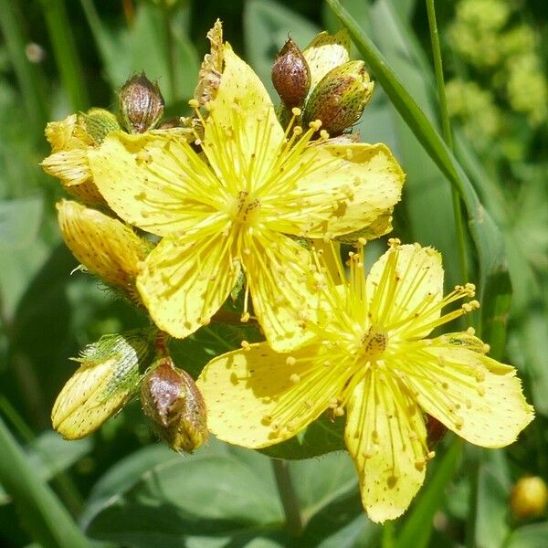 Hypericum richeri Blüte