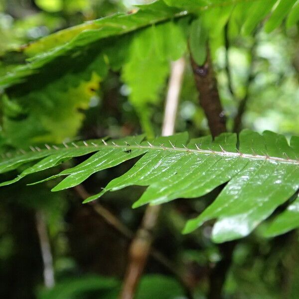 Pteris catoptera Folla