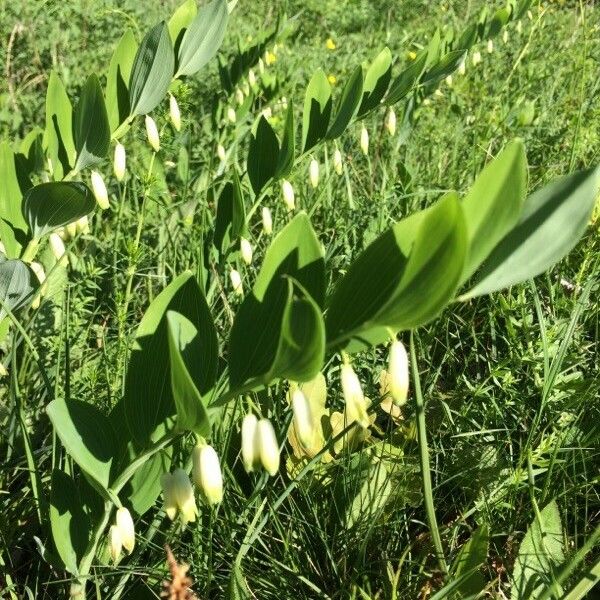 Polygonatum multiflorum Hoja