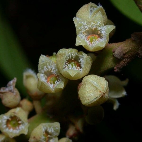 Minquartia guianensis Fruit