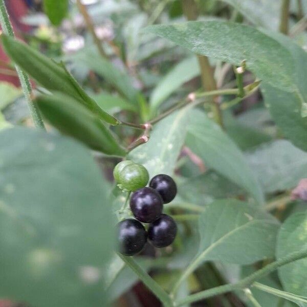 Solanum americanum Ffrwyth