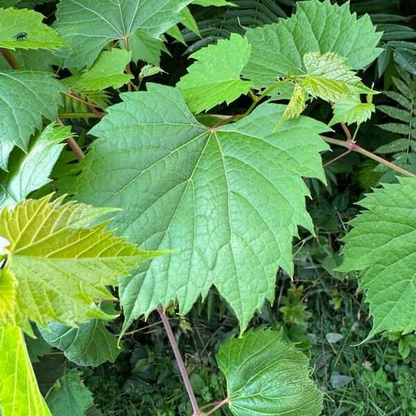 Vitis riparia Leaf