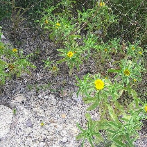 Asteriscus aquaticus Blüte