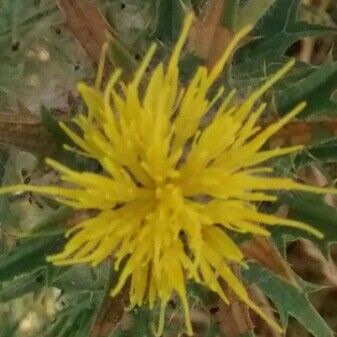 Carthamus lanatus Flower