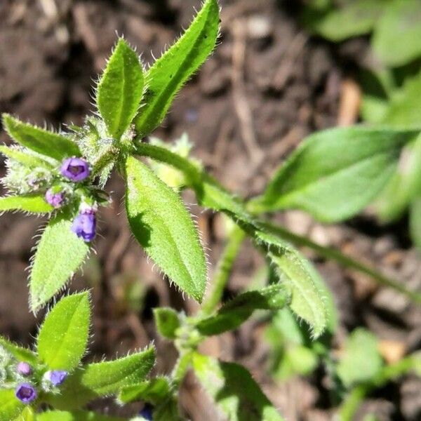 Asperugo procumbens Žiedas