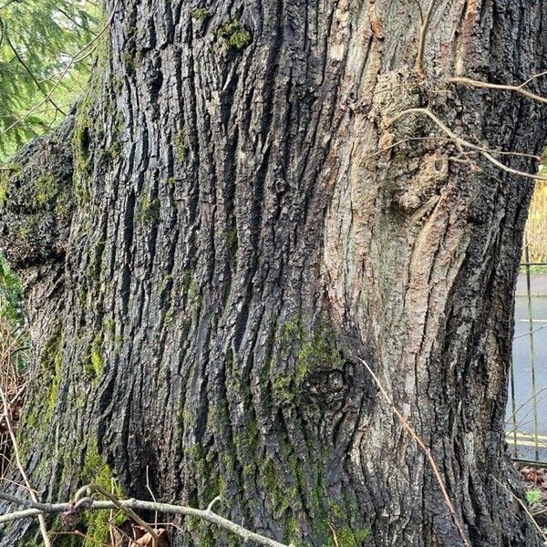 Tilia platyphyllos Bark