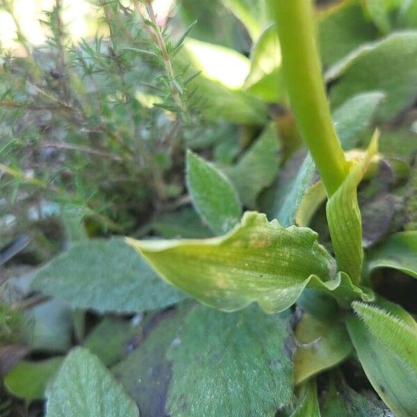 Orchis italica Folha