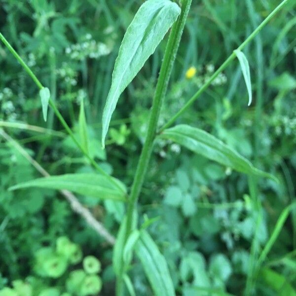 Campanula patula Blad