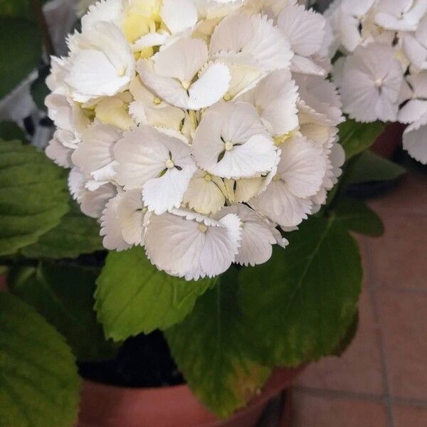 Hydrangea spp. Flower