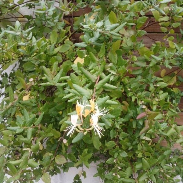 Lonicera japonica عادت