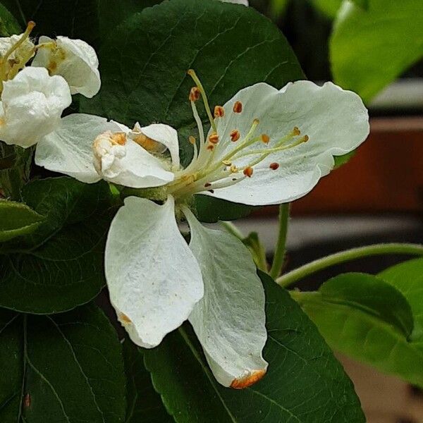 Malus sylvestris Flors