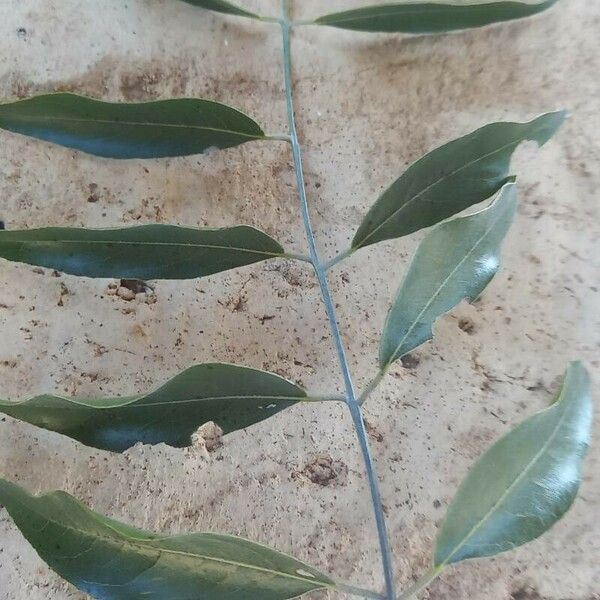 Bolusantuhus speciosus Leaf