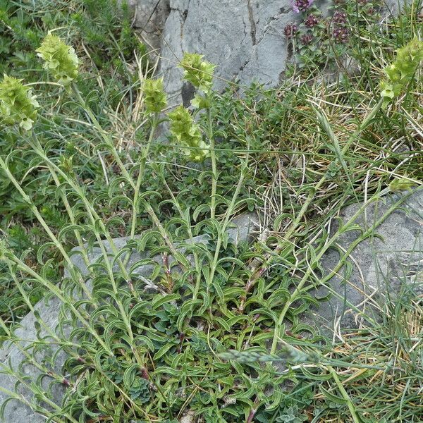 Sideritis hyssopifolia Plante entière