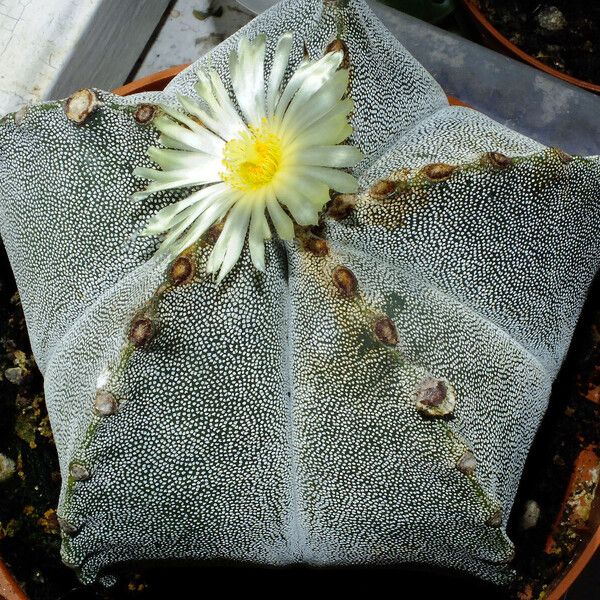 Astrophytum myriostigma 樹皮