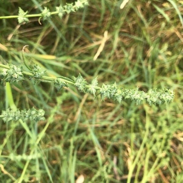 Atriplex prostrata Blodyn