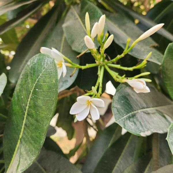 Plumeria obtusa 花