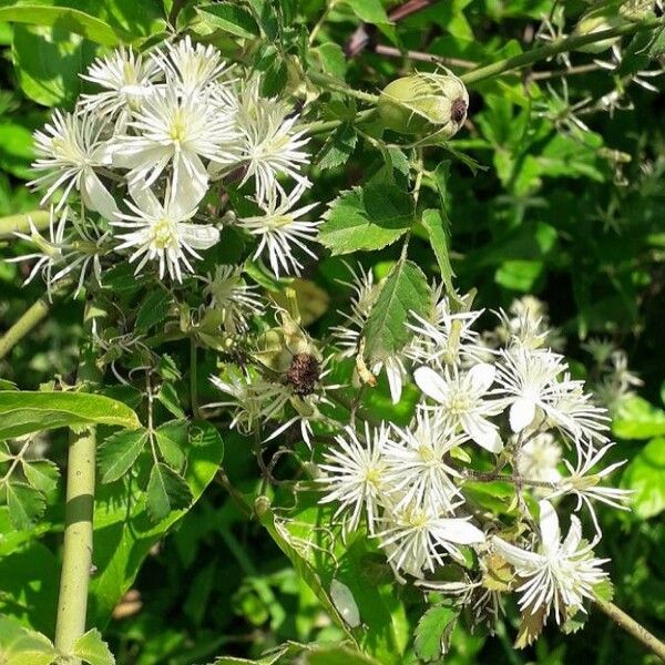 Clematis vitalba 花