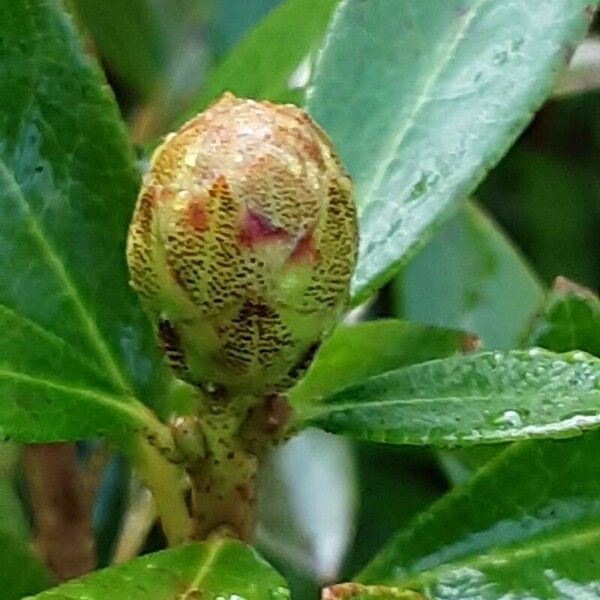 Rhododendron hirsutum Çiçek