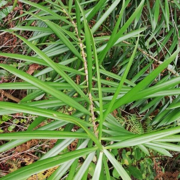 Dracaena mannii Folha