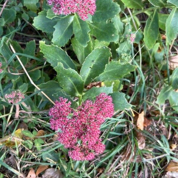 Hylotelephium telephium Flower