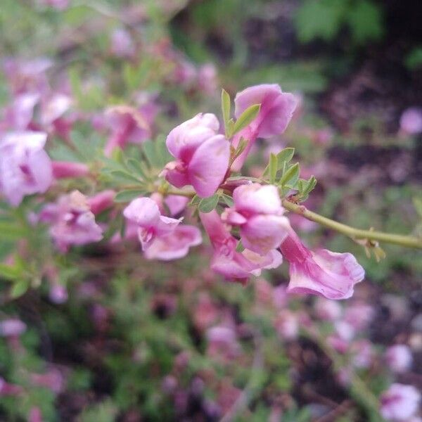 Chamaecytisus purpureus Flower