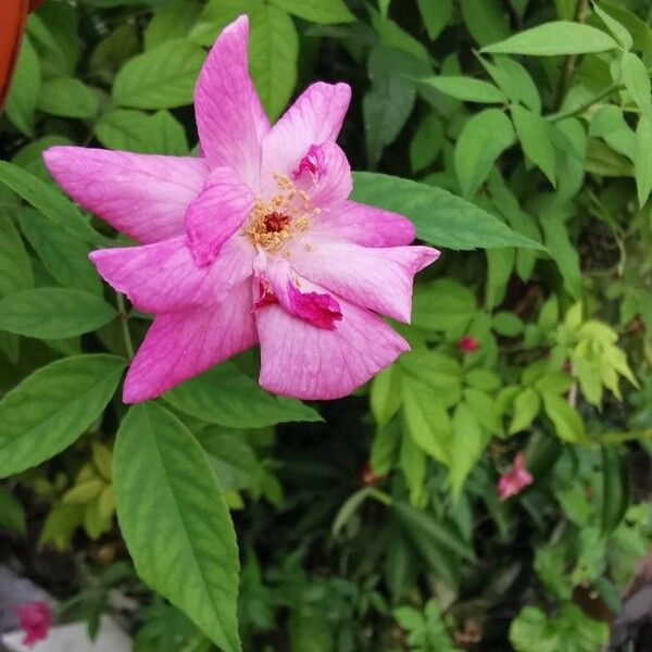 Rosa tomentosa Floare