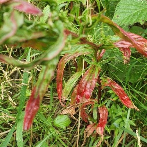 Epilobium stereophyllum Blomst