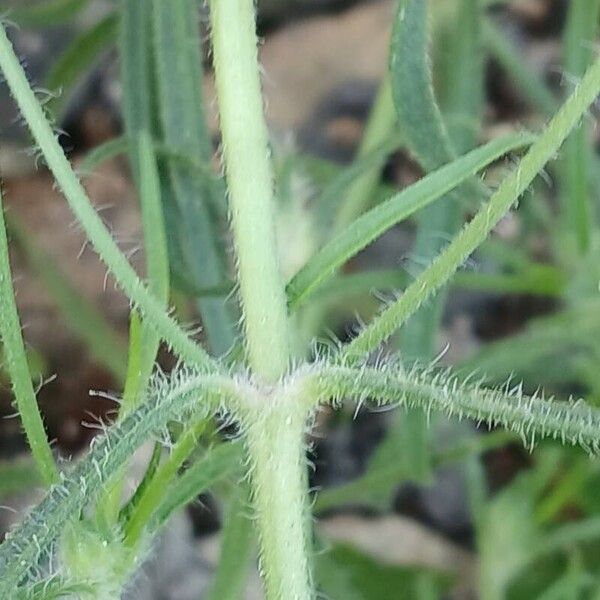 Plantago indica Bark