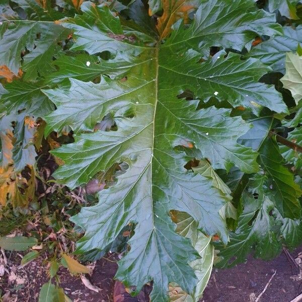 Acanthus spinosus Leaf