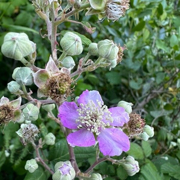 Rubus ulmifolius Flors