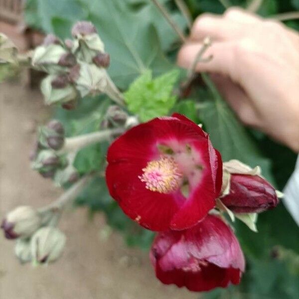 Phymosia umbellata Flower