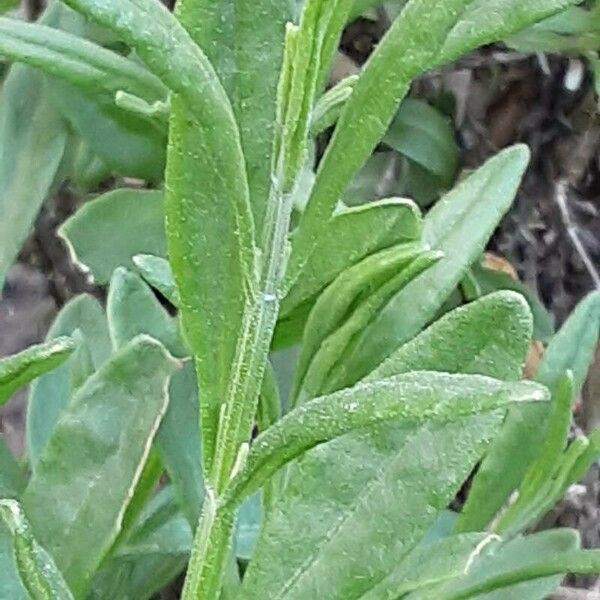 Moltkia petraea Leaf