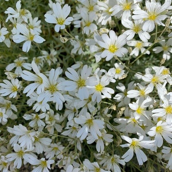 Cerastium biebersteinii Blüte