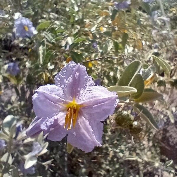 Solanum hindsianum Flor