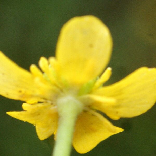 Ranunculus ophioglossifolius Fleur